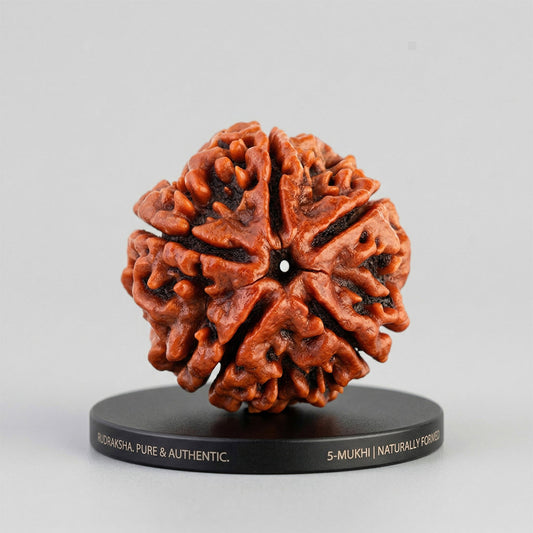 5 Mukhi Rudraksha | Free Gift